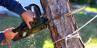 Best Tree Maintenance Programs  in Crocker, WA