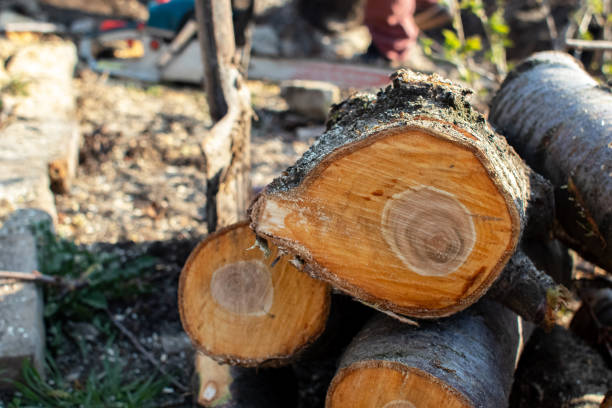 How Our Tree Care Process Works  in  Crocker, WA