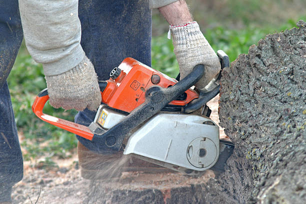 Lawn Renovation and Restoration in Crocker, WA