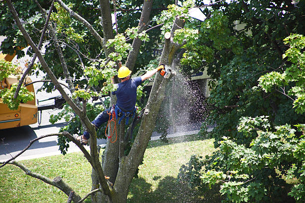 Best Lawn Fertilization  in Crocker, WA