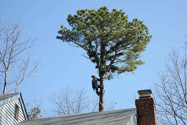 Best Root Management and Removal  in Crocker, WA