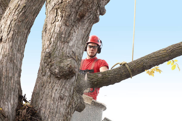 Best Tree Preservation Services  in Crocker, WA