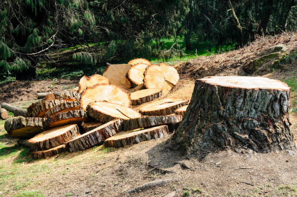 Best Lot and Land Clearing  in Crocker, WA